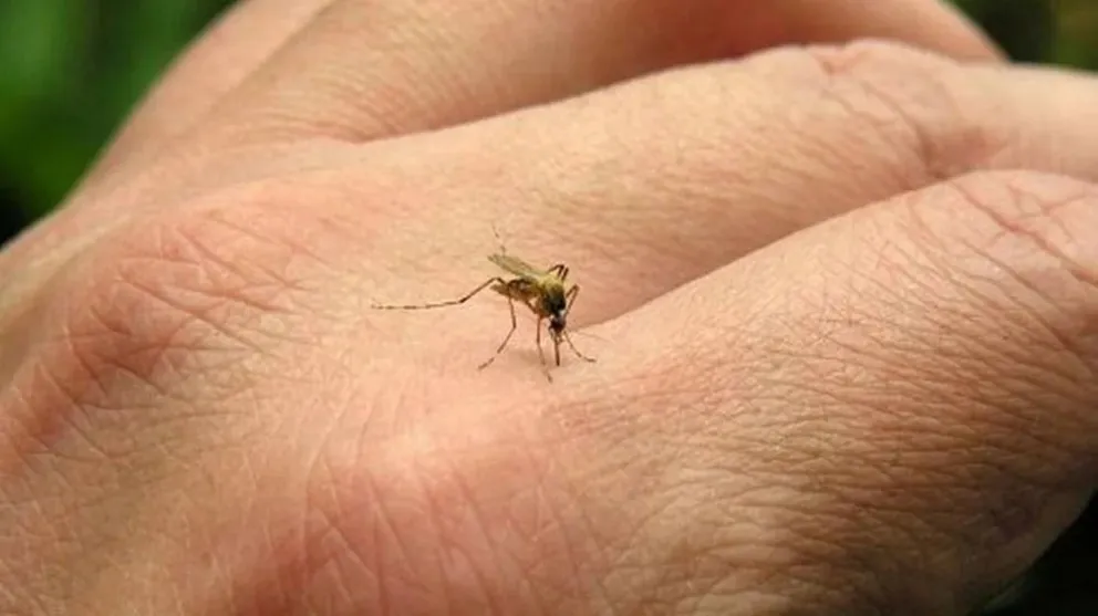 Récord histórico de casos de dengue en Argentina despierta preocupación
