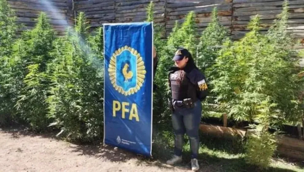 Operativo "Cogollos preciados": secuestran más de 200 plantas de marihuana en el Alto Valle