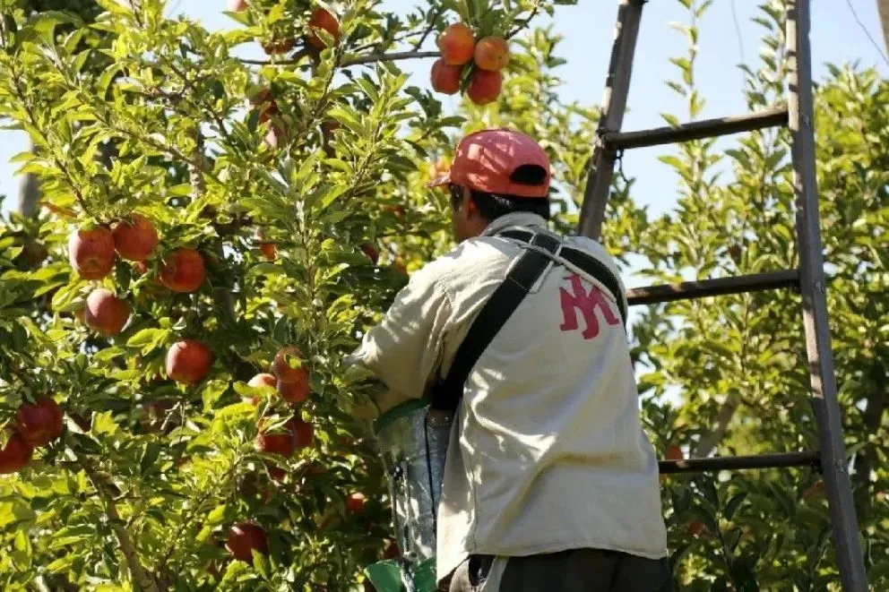 La producción de manzanas se redujo en un 50% esta temporada: ¿qué pasó?