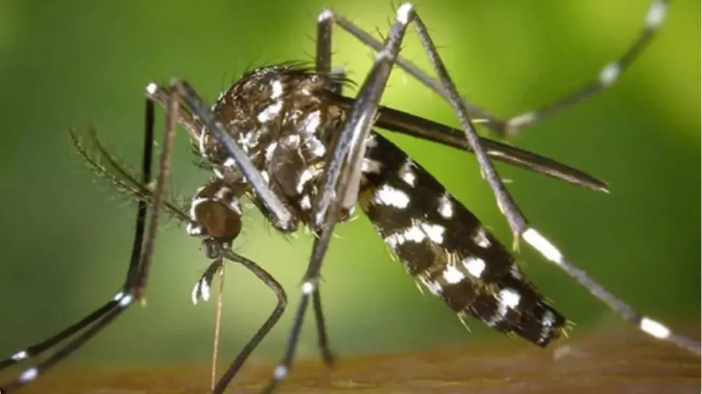 Dengue: mientras analizan un posible caso positivo en Roca, Salud refuerza medidas de prevención 