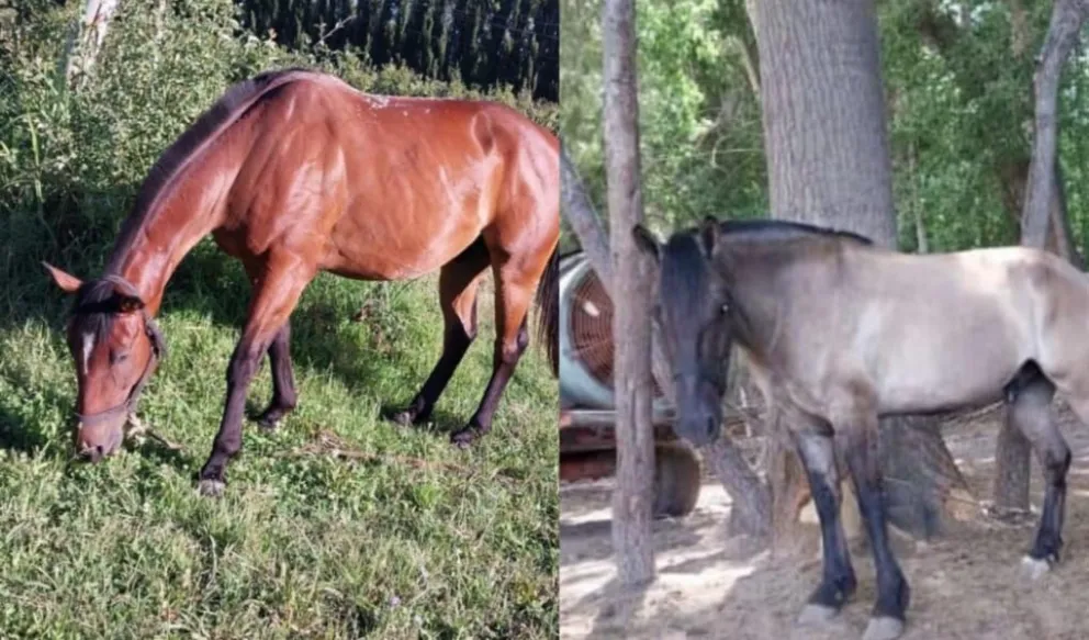 Pura maldad: Robaron y mataron a dos caballos en una zona rural del Alto Valle