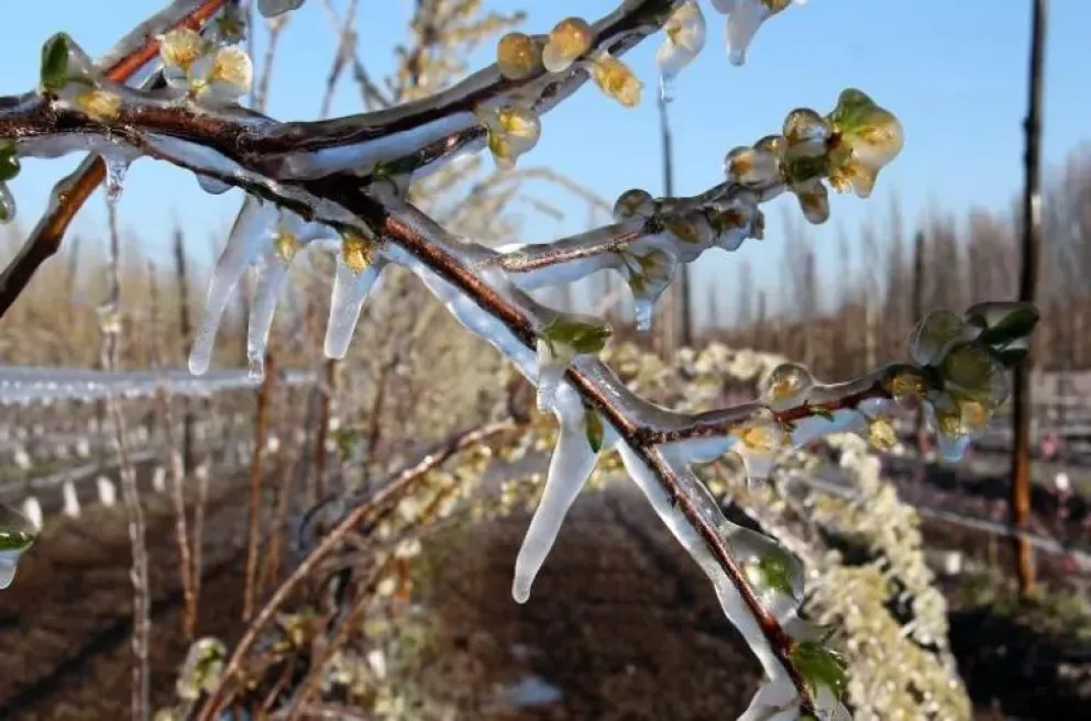 ¡Atención fruticultores! se viene un descenso brusco de temperatura en la región
