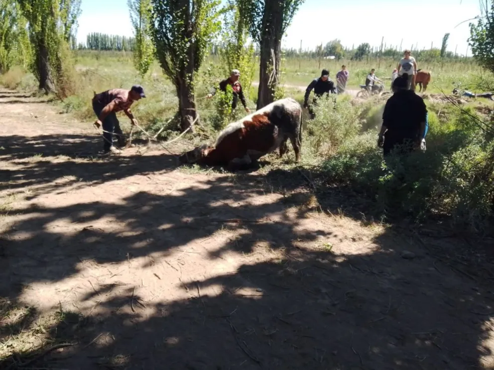 Se robaron dos vacas en la zona rural de Roca pero no llegaron muy lejos