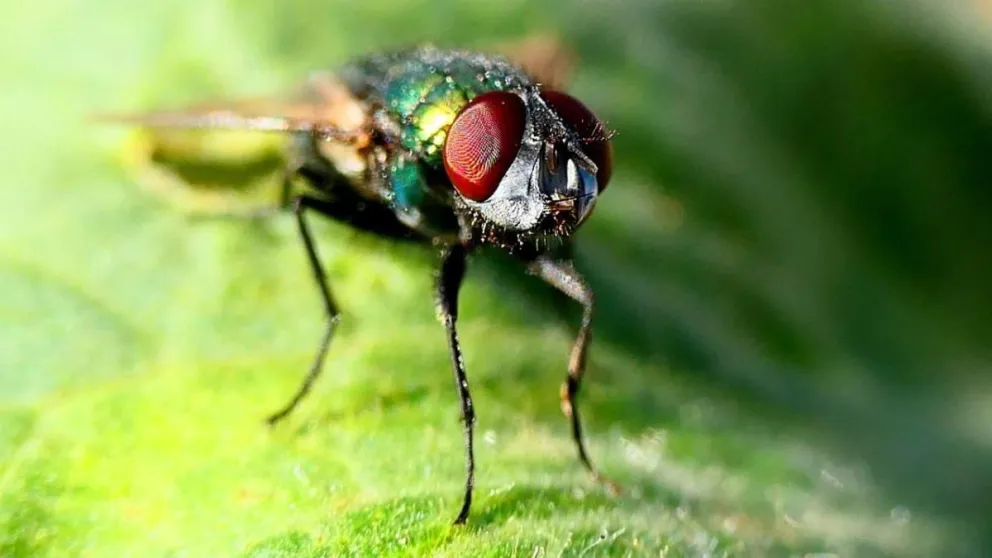 Le entró una mosca en el oído y está internado en Buenos Aires 