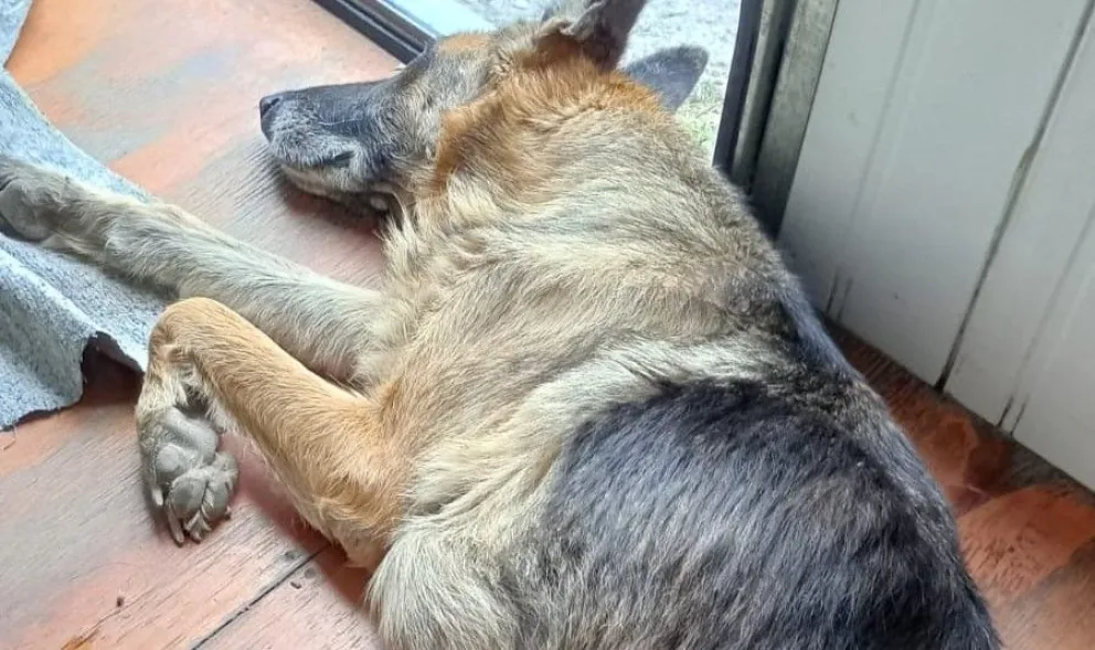 Abandonó a su perra en Ruta 22 porque no la pudo dar en adopción 
