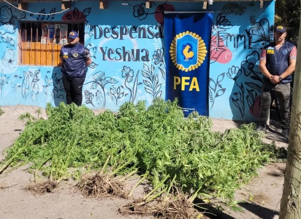 La Policía Federal detuvo a una pareja e incautó una plantación de marihuana
