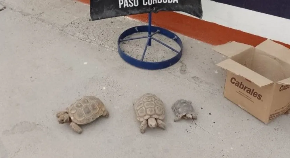 Un traficante de tortugas fue detenido en el ingreso a General Roca
