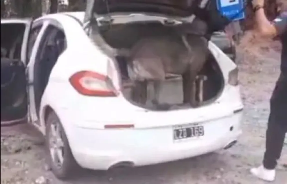 VIDEO: Así trabajan los perros de la policía buscando droga en un operativo en Ruta 22 