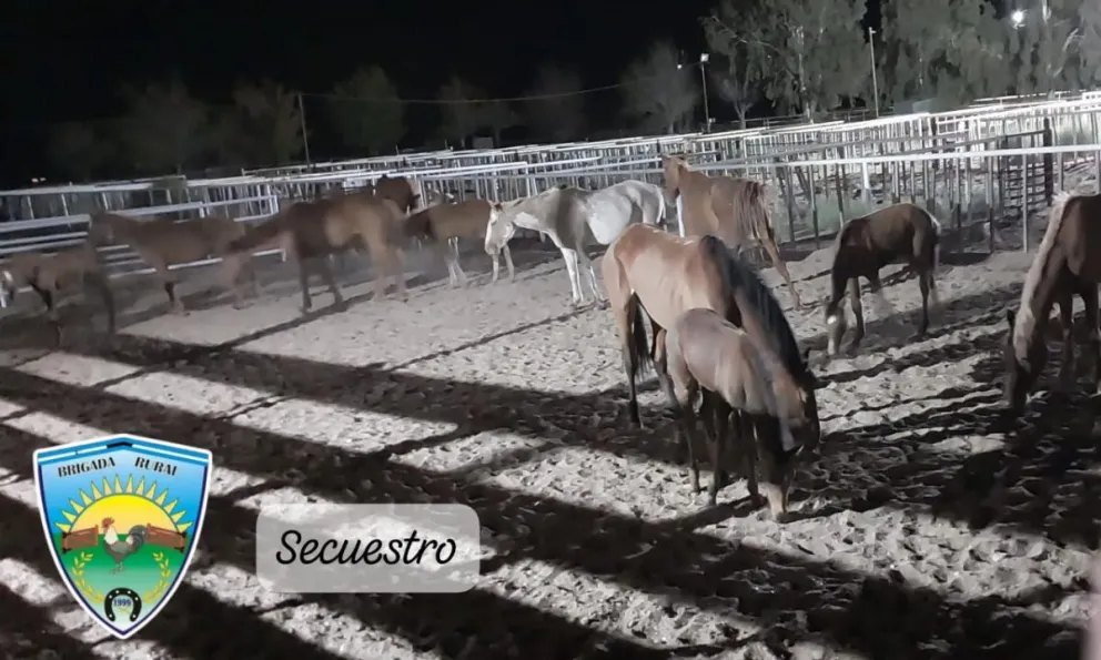 Le bajaron 15 caballos del camión porque no tenía documentación 