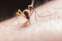Situación alarmante: más de 230 mil casos y 161 muertos por dengue en el país