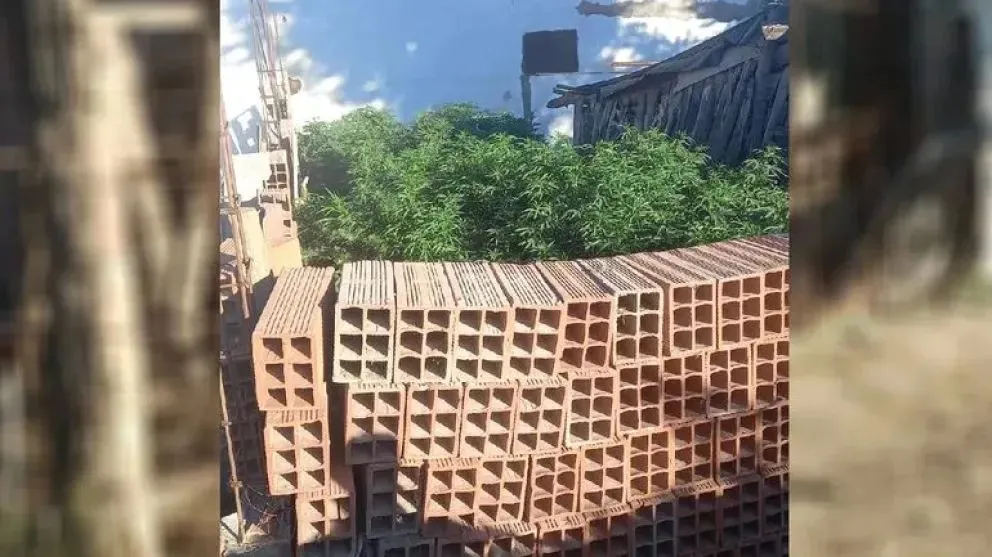 Padre roquense entregó la plantación de marihuana de su hijo a la policía