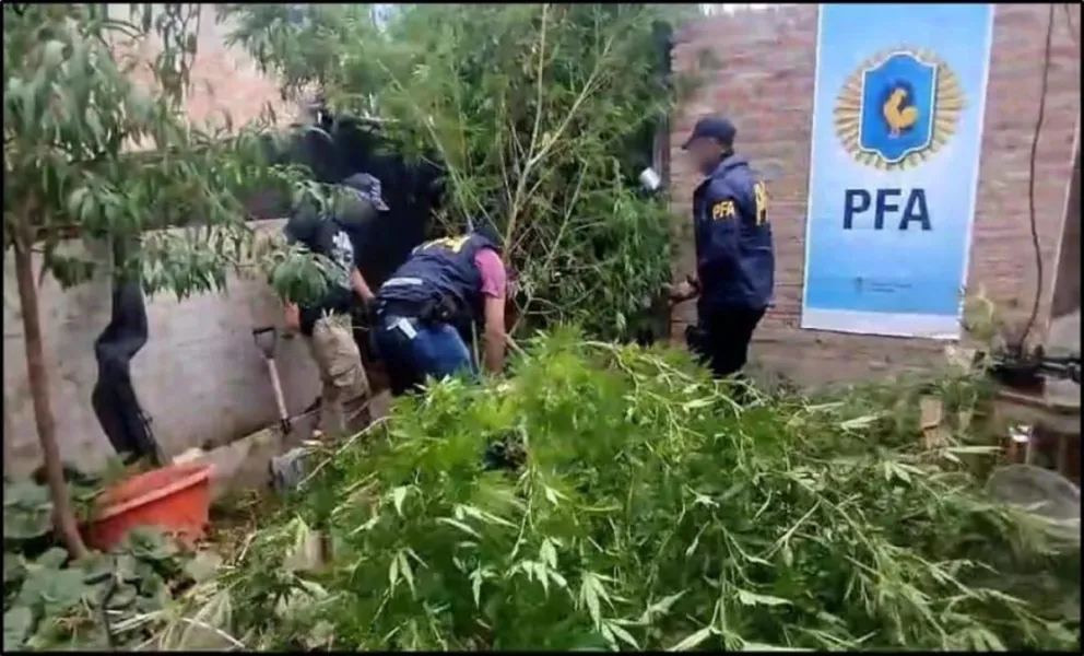 "Floricienta": secuestraron gran cantidad de plantas de marihuana durante un operativo de la Federal