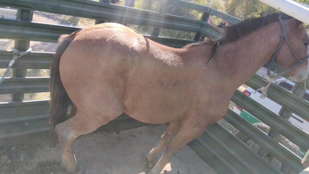 Rescataron a un caballo que deambulaba en una ciudad del Alto Valle sin supervisión