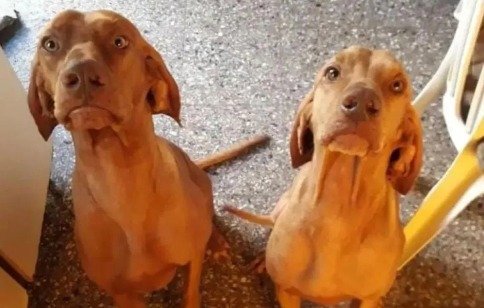 Los denunció porque rociaron a sus dos perros con nafta 