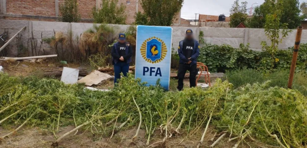 "La Finca de las Flores": la Federal desmanteló una red de narcomenudeo y secuestró 140 kilos de marihuana