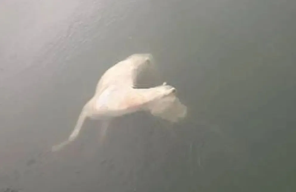 Triste imagen: apareció un caballo flotando en el Canal Grande