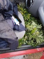 Llevaban tres plantas de marihuana en el auto y fueron encontrados por la policía 