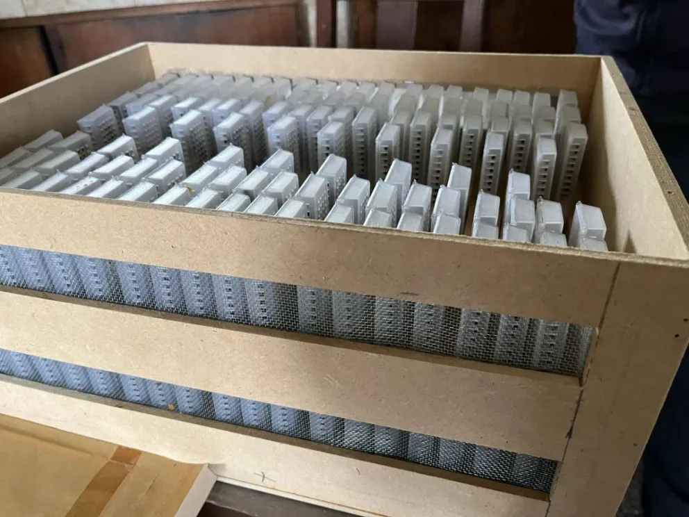 Van a exportar abejas reina desde Río Negro a Italia y España