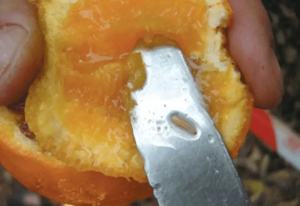 Para evitar el ingreso de la Mosca de los Frutos, incautaron 420 kilos de fruta 