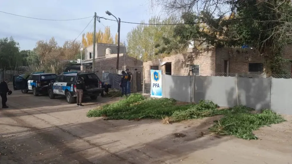 Desmantelaron un vivero ilegal de marihuana y secuestraron un arsenal en La Rivera
