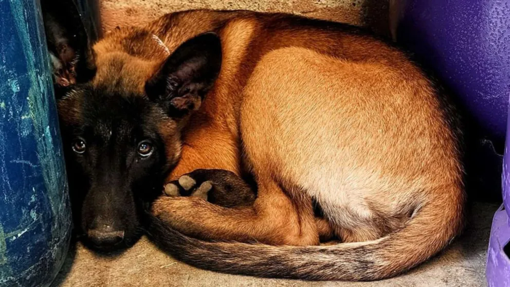 Ni el perro se salva: se robaron un Pastor Belga de un conocido comercio en Roca