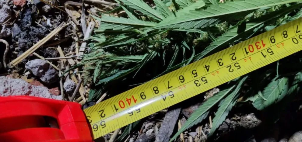 Persecución y detención en el Alto Valle por el robo de plantas de marihuana