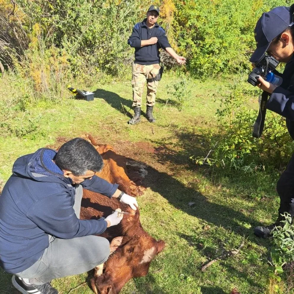 Alerta cuatreros: faenaron una vaca y detuvieron a un sujeto en la región