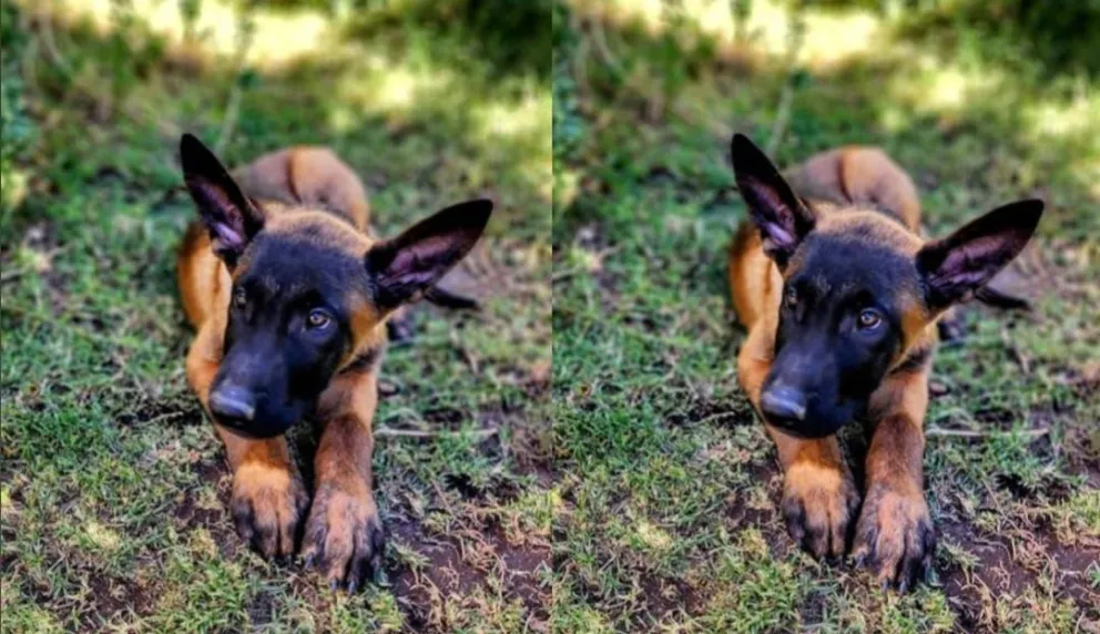 Buscan a Jack: Sus dueños ofrecen $150.000 a quien lo encuentre