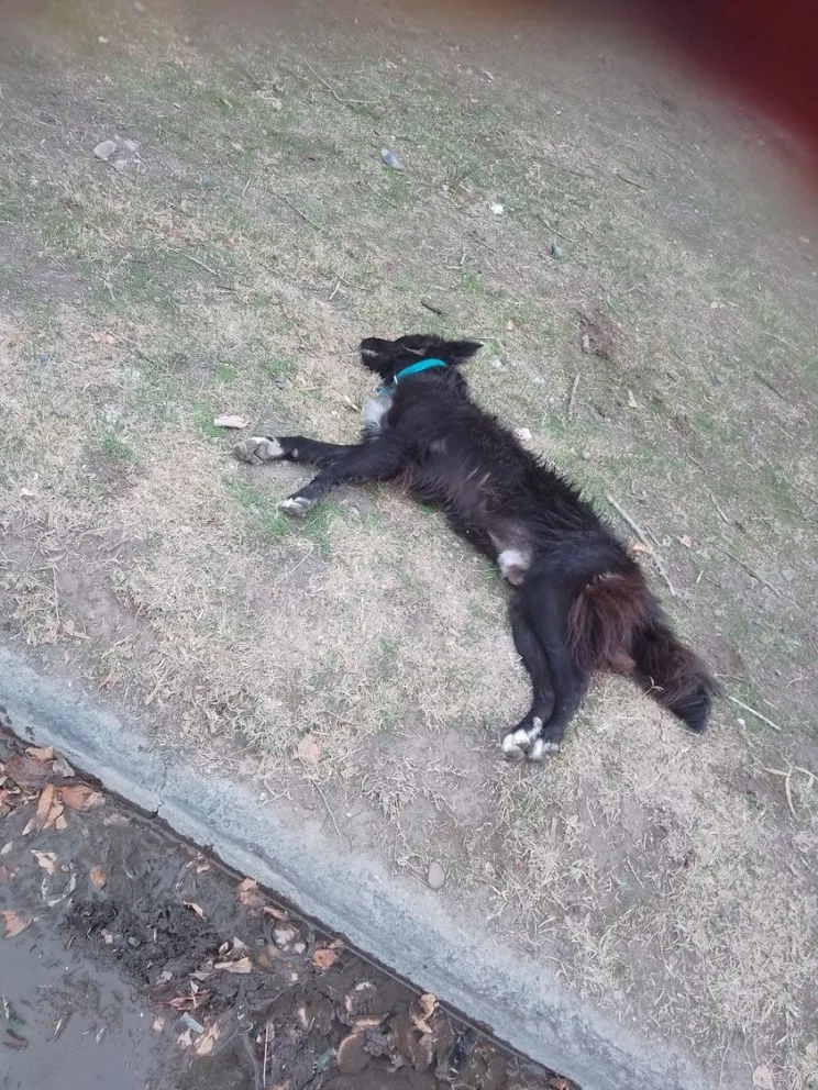 Un perro murió luego de ser atropellado por un colectivo urbano 
