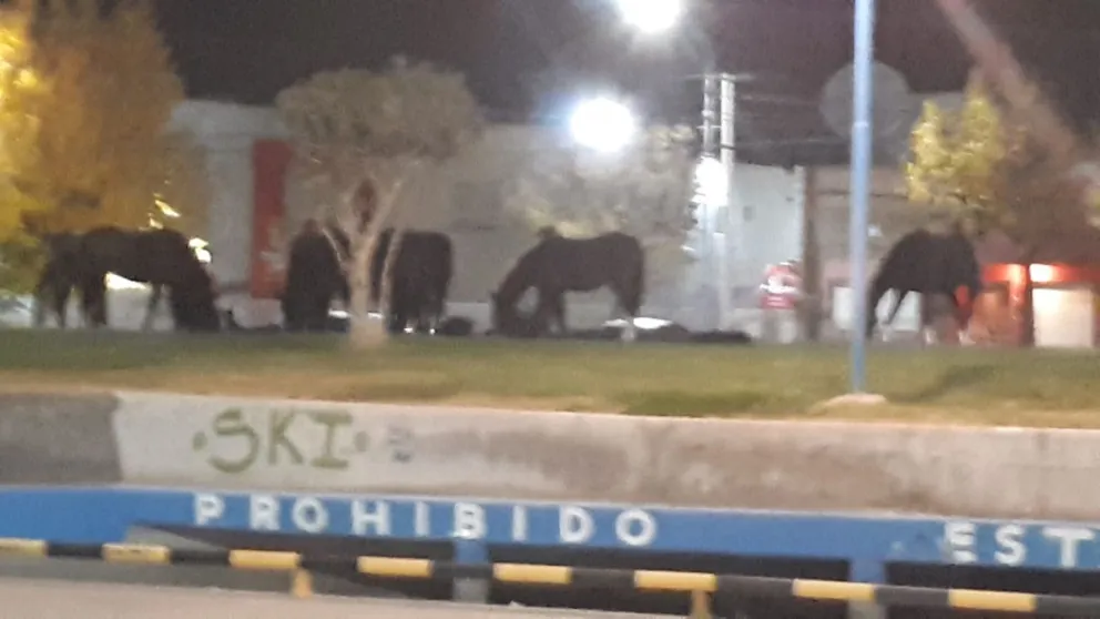 Caballos sueltos causaron alarma en el centro de Roca