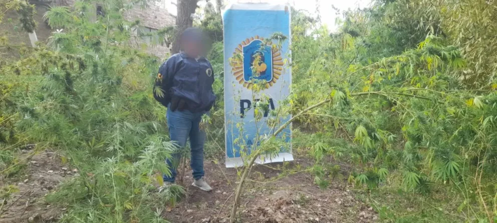Allanamiento en Roca: incautaron 190 kg de marihuana y 24 dosis de cocaína
