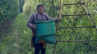 Atención trabajadores rurales: aún pueden inscribirse al programa Intercosecha