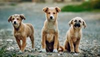 28 de mayo Día Mundial del Perro sin Raza: Conoce como ayudar y adoptar en Roca
