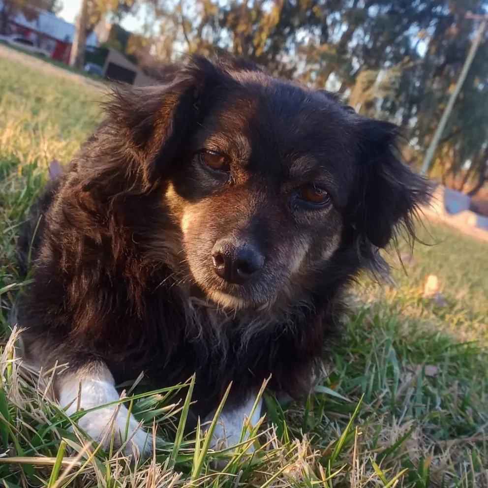 ¡Todos por Perlita!: convocan a marchar para exigir justicia por la perrita decapitada