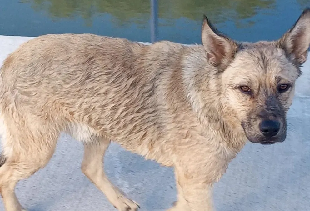 Una mujer arriesgó su vida para rescatar a un perro que había caído al Canal Grande