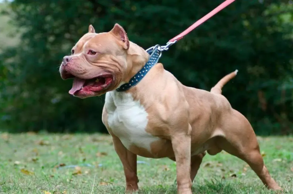 Tartagal: un pitbull atacó a una joven mientras caminaba por la calle y tuvieron que internarla