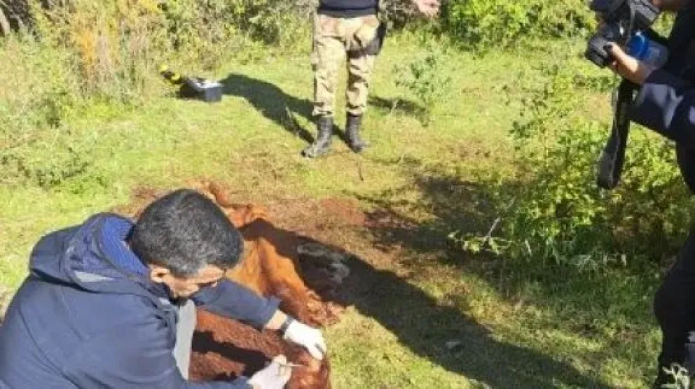 Región: mató a una vaca Hereford Pampa Colorado y fue condenado por la Justicia