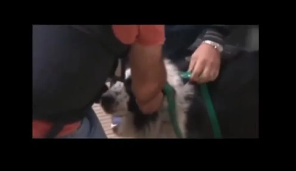 Lograron rescatar a un perro que era maltratado en Buenos Aires