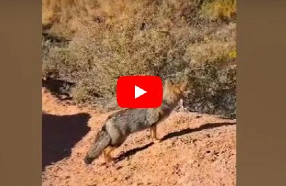 VIDEO: un simpático zorrito fue visto paseándose en las bardas de Paso Córdoba 