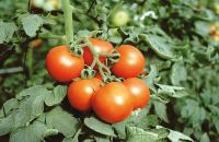Abierta la inscripción para capacitación sobre enfermedades del tomate