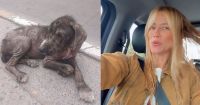 Nicole Neumann adoptó a Anita, la nueva integrante canina de su familia: su tierna historia
