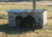 Un vecino construyó un refugio para los callejeritos de Roca