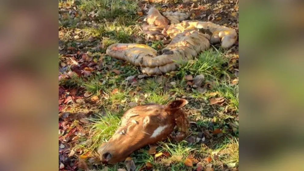 Encontraron otra yegua faenada en la zona rural de Roca