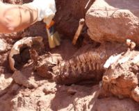 Se realizó el primer descubrimiento de restos humanos arqueológicos del Alto Valle de casi 600 años