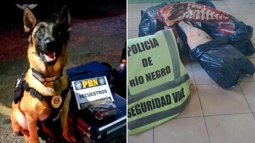 Gracias a Máximo decomisaron a un conductor con 100 kilos de carne con hueso