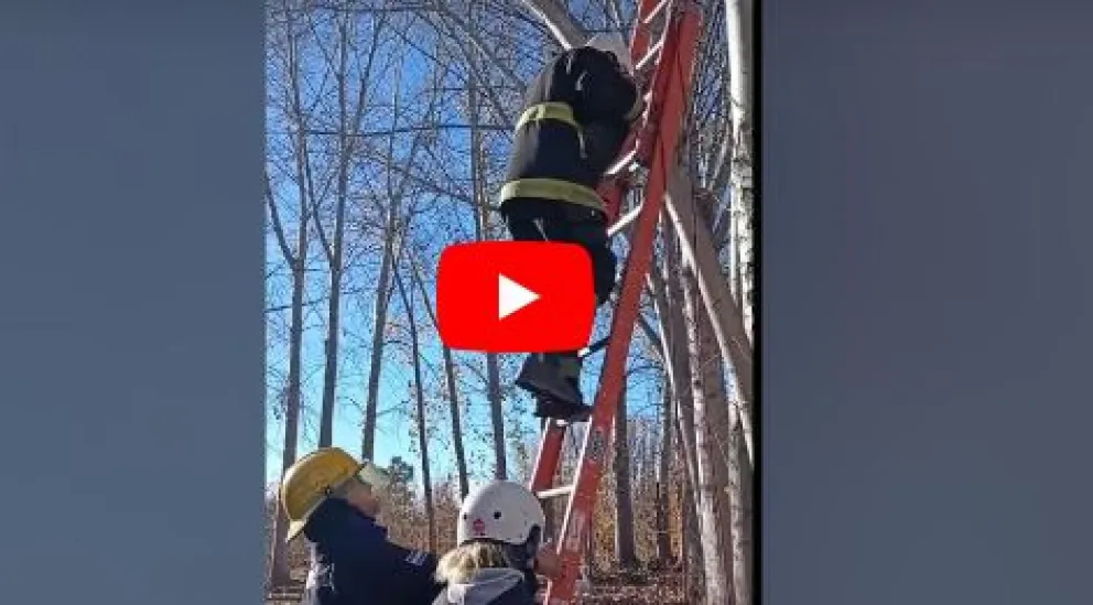¡Gary ya está con su dueña!: Bomberos rescató a un gato que estaba atrapado en un árbol