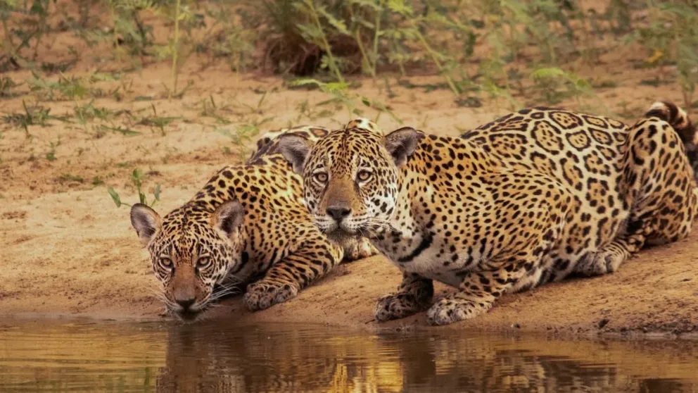 Alarmante situación del yaguareté en el Gran Chaco: sólo quedan menos de 20 ejemplares 