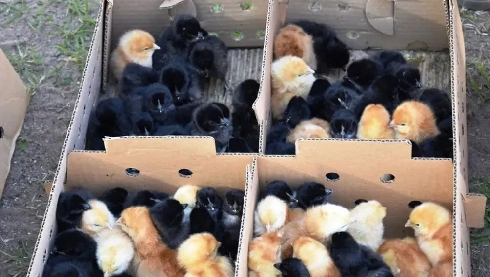 Brindarán una capacitación sobre cría y manejo de ponedoras y camperos en el Alto Valle