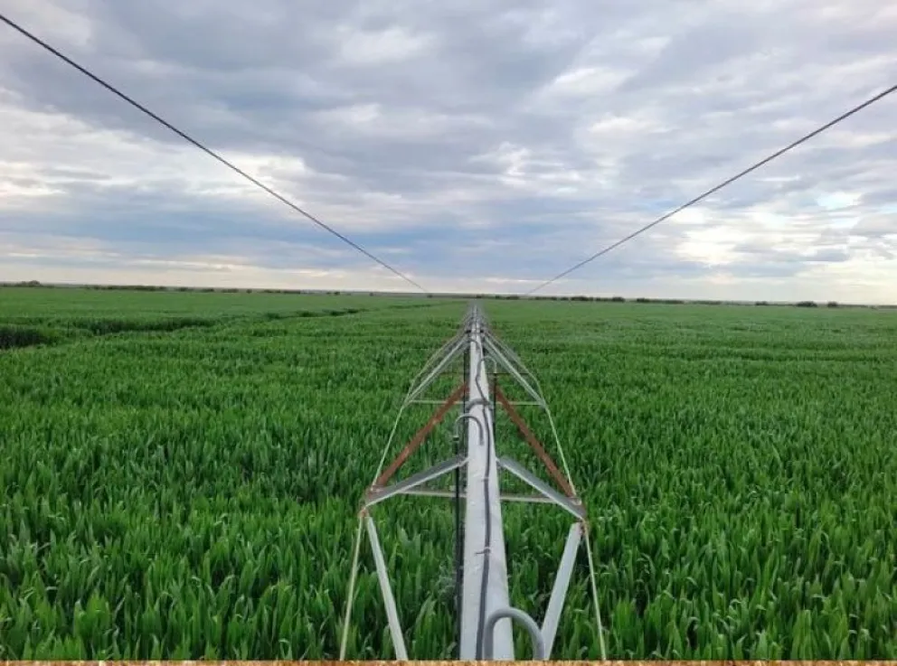 Río Negro: la soja y otros cultivos suman un inédito potencial agrícola