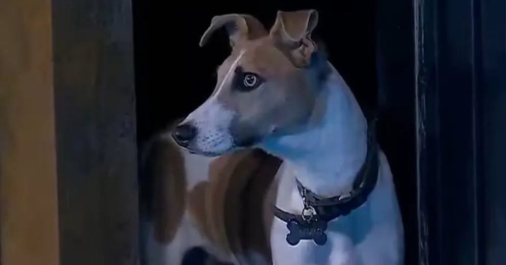 Los rescatistas de Arturo siguen pidiendo desesperados que lo saquen de Gran Hermano